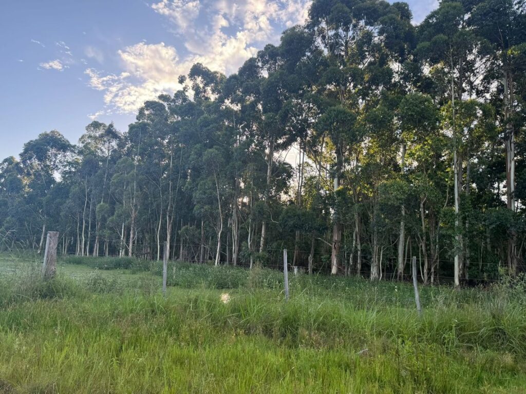 Fracción de campo en Artigas